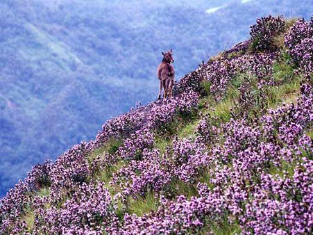 వరదలను జయించి వికసించిన పుష్కర పుష్పాలు : మున్నార్‌లో పన్నెండేళ్లకోసారి కనువిందు చేసే పువ్వులు