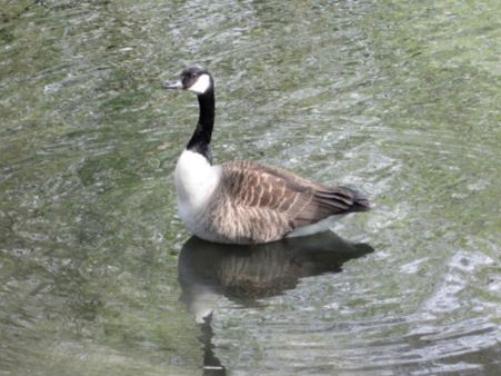 మనసు: నీళ్లు కలిసినా పాలను ఆస్వాదించే హంస కావాలి