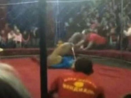 రష్యాలో సర్కస్, హఠాత్తుగా చిన్నారిపై పంజా విసిరిన సింహం, గాయాలు