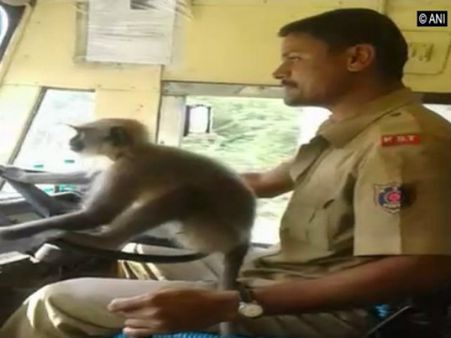 ప్రాణాలంటే లెక్క లేదు: కోతికి స్టీరింగ్ అప్పగించిన బస్సు డ్రైవర్