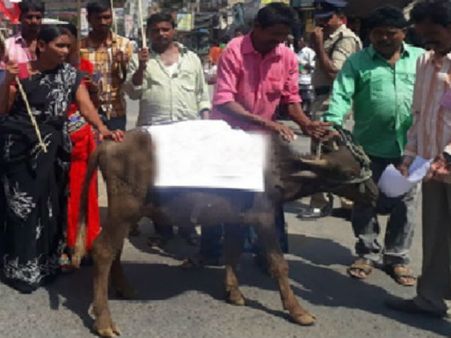 ప్రభుత్వ తీరుకు నిరసనగా...దున్నపోతుకు వినతి ప‌త్రం సమర్పించిన మున్సిపల్ కార్మికులు