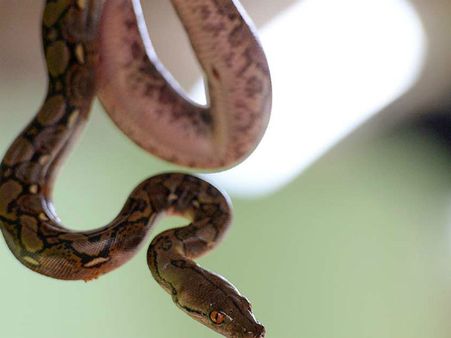 బాబోయ్ : బ్యాంకు ఉద్యోగుల సమావేశం జరుగుతుండగా పైనుంచి కిందకు పడ్డ కొండచిలువ