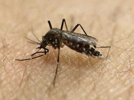 రాజస్థాన్‌ను వణికిస్తున్న జికా వైరస్... దోమల మందు మార్చాల్సిందిగా కేంద్రం ఆదేశం