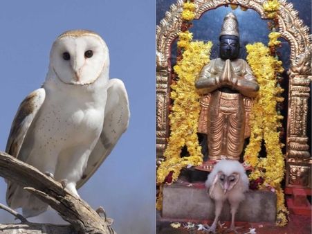 వెంకటేశ్వరుడి చెంత చేరింది గరుడ పక్షి కాదట.. మరేంటో తెలుసా?