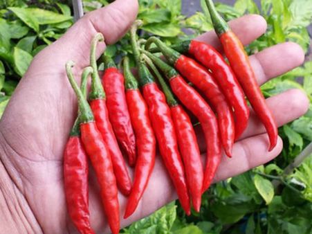 మిర్చిలో కొత్త ఫంగ‌స్ : అప్ర‌మ‌త్తంగా ఉండాల‌ని హెచ్చ‌రిక‌..