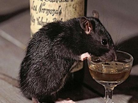 ఎలుకలు న్యూఇయర్ పార్టీ చేసుకున్నాయా..? వెయ్యి లీటర్ల మద్యం తాగేశాయట..!