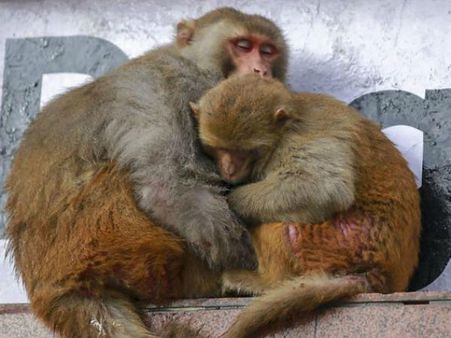 హెచ్ఐవీని నియంత్రించడంలో ఈ జంతువులు సహాయం చేస్తాయట..!