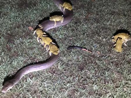 దోస్త్ మేరా దోస్త్ నువ్వే నా ప్రాణం: పాముపై కప్పల సవారీ చేయడమా... ఏంటీ వింత..?