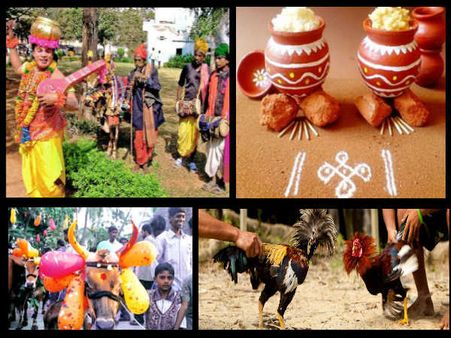 సంక్రాంతి మూడో రోజు: పశువుల ప్రాధాన్యత పండుగ కనుమ