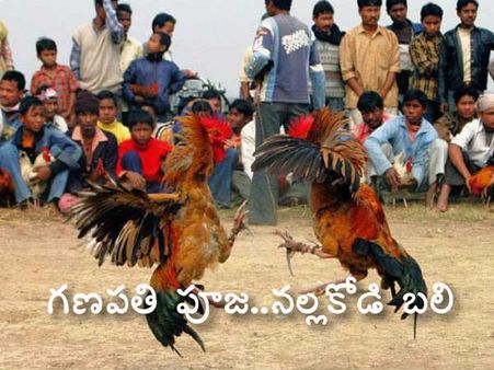 గ‌ణ‌ప‌తి పూజ‌..న‌ల్ల‌కోడి బ‌లి, కుక్కుట శాస్త్రం: కోడి పందాల్లో చిత్రాలు..!