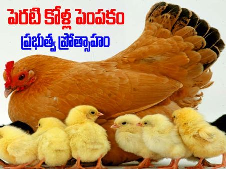 పెరటికోళ్లతో మంచి రాబడి.. 325/-కే 25 కోడి పిల్లలు