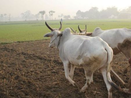 ఫిబ్రవరి నుంచే రైతులకు కేంద్ర సాయం..!