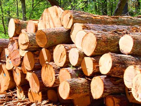 కొరడా లేచింది..! కలప స్మగ్లర్లకు ఇక చుక్కలేనా?