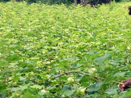 అప్పుల బాధతో పత్తి రైతు ఆత్మహత్య