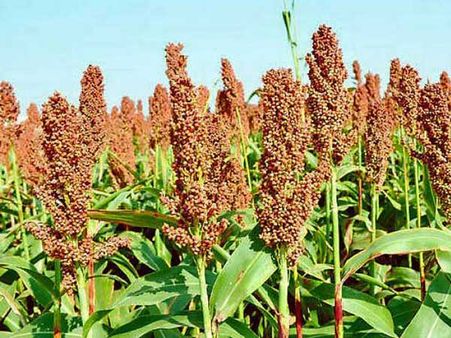 ఎర్ర‌జొన్న రైతుల నిలువు దోపిడి..! పట్టించుకోని ప్రభుత్వం..!!