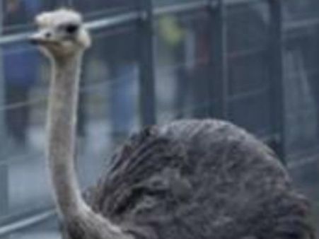 తన యజమానిని చంపిన డేంజర్ పక్షి