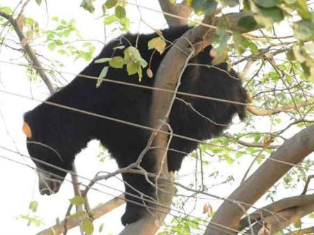 జనగామలో ఎలుగుబంటి హల్ చల్ చేసింది .. 8 గంటలపాటు చుక్కలు చూపించింది