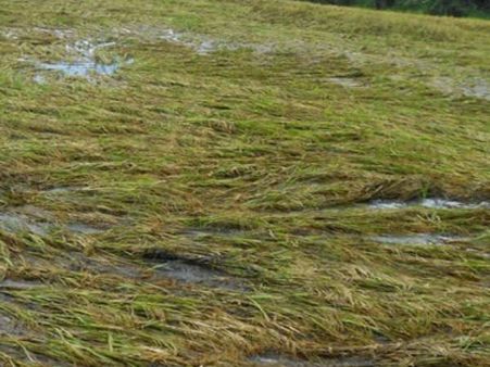 గోస మీద గోస..! రైతన్న పంట ఆసాంతం నేలమట్లం..!!