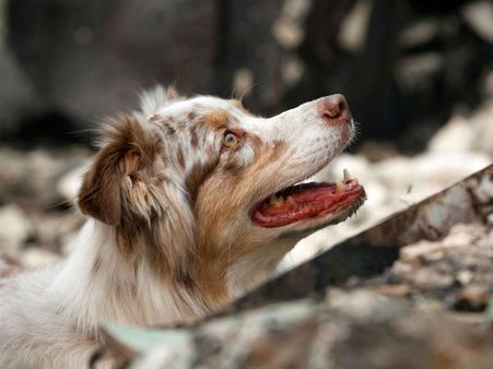 అయ్యో పాపం: 30 మందిని కాపాడిన శునకం...కానీ దాన్ని మరిచిన జనం