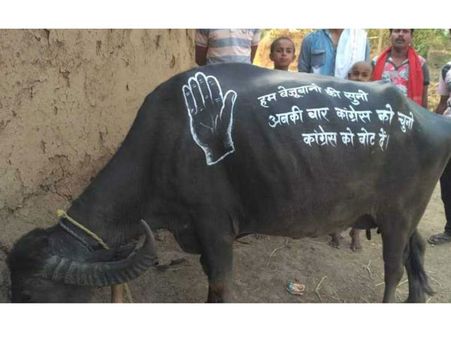 గేదెపై ఎన్నికల ప్రచారం .. కోడ్ ఉల్లంఘన అని సీరియస్ అయిన ఈసీ