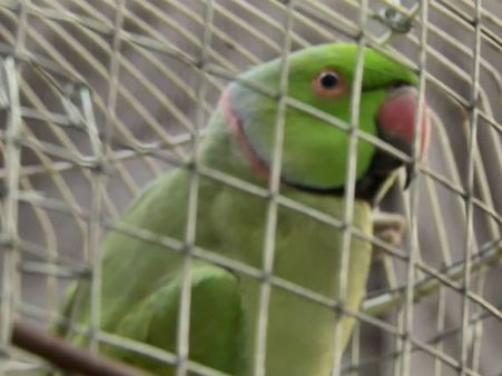 నేరం చేస్తే, చిలుకనైనా అరెస్ట్ చేస్తాం. చట్టం తన పని తాను చేసుకుపోతుంది !