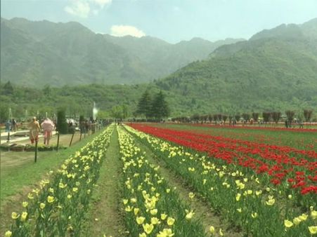 నిజమేనా? : కశ్మీర్ అందాలు.. విరబూసిన తులిప్ పూలు (వీడియో)