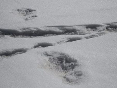 మంచు కొండల్లో మంచు మనిషి! 'యతి' పాదముద్రల ఫోటోలు ట్వీట్ చేసిన ఆర్మీ!