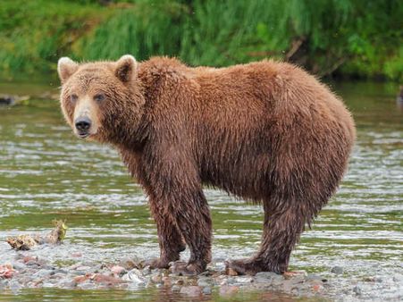 అయ్యో పాపం.. ఎలుగుబంటిపై దాడి.. పట్టుకోల్పోయి నదిలోకి..! (వీడియో)