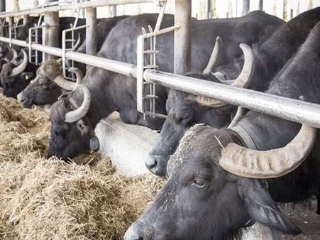 పథకాల పేరుతో పచ్చి మోసం..! గేదెలకు భీమా మాటున అధికారుల చేతి వాటం..!!