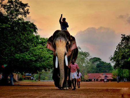 నిషేధం ఎత్తేశారు: ఈ గజరాజు ఆ రాష్ట్రంలో ఇప్పుడో పెద్ద సెలబ్రిటీ