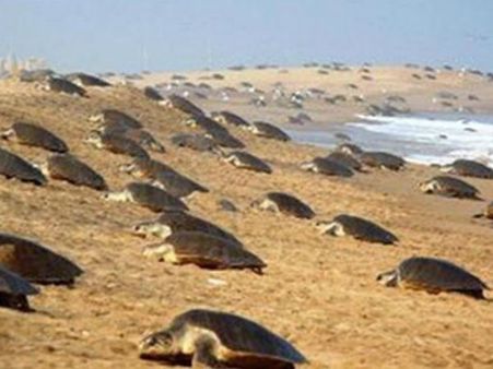 తాబేళ్లు తుఫానులను పసిగడతాయా ? అందుకే ఒడిశా తీరానికి రాలేదా ?