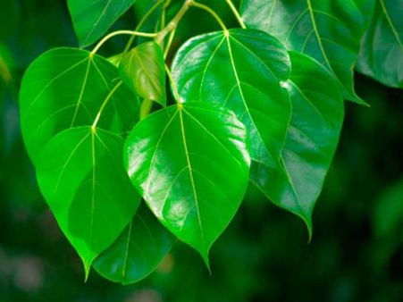 రావి ఆకులపై దీపం వెలిగిస్తే కలిగే ప్రయోజనాలేంటీ ?