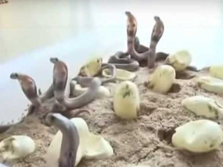 అది ఇల్లా? పాముల పుట్టా? కోడిగుడ్ల‌ను పొదిగిన‌ట్టు..! మురిసిపోయిన య‌జ‌మాని