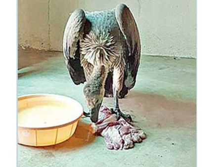 హైదరాబాద్‌లో అనుకోని అతిథి.. అరుదైన రాబందు కూన