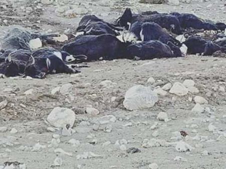 ఆకలికి 300 యాక్స్ మృతి...అత్యధిక మంచు కురవడమే కారణం..