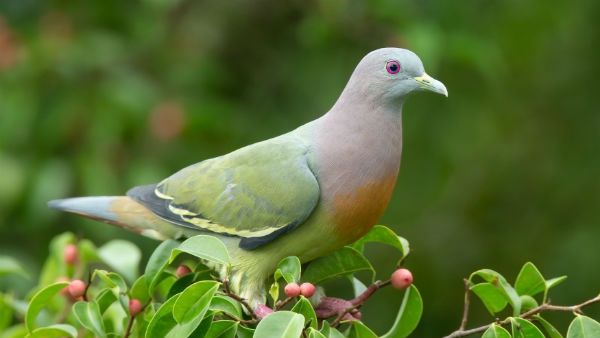 గ్లోబల్ పీస్ ఇండెక్స్ 2019: అత్యంత శాంతియుత దేశాల్లో భారత్ స్థానం ఎంతో తెలుసా..?