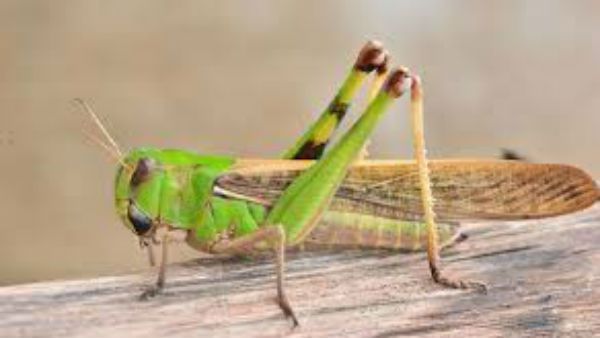 మిడతల దండు ఎంత పని చేసిందంటే .. ఏకంగా బస్ స్టాండ్ పైనే దాడి చేసింది