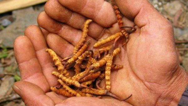 నేపాల్‌లో విషాదం... వయాగ్రా కోసం వెళ్లి...