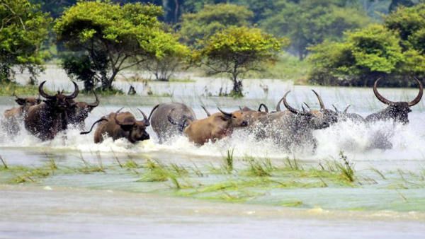వరద నీటిని వదిలిన భూటాన్‌... అసోంలో రెడ్ అలర్ట్..