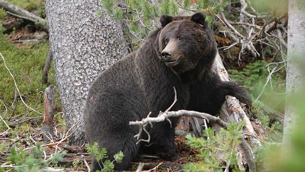 వామ్మో .. ఎలుగుబంటినే పరుగెత్తించారుగా (వీడియో)