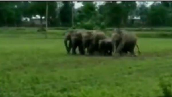 ఏనుగుల బీభత్సం.. ఊరిమీద పడి.. వరి పొలాలు ధ్వంసం (వీడియో)