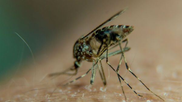 దోమలకు గర్బనిరోదక వాక్సీన్.. వినూత్న ప్రయోగం చేస్తున్న చైనా..!ఇక దోమ జాతి అంతమే..!!