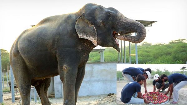 ఏనుగుకు స్వాతంత్ర్యం వచ్చిన వేళ.. గజ