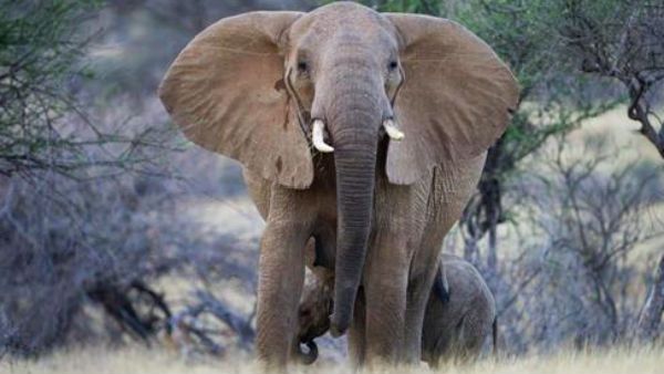 మగాళ్లలో మృగాళ్లలా ఏనుగుల్లో కూడా ఉంటాయా..? లైంగిక దాడిలో ఆడ ఏనుగు మృతి..! ఎక్కడో కాదు...