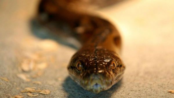 పార్లమెంటులో పాము... పరుగులు తీసిన ప్రజాప్రతినిధులు