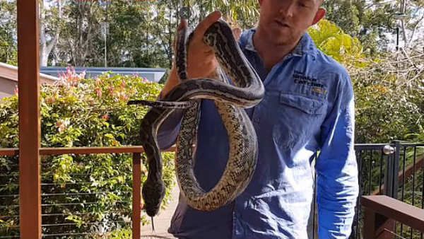 సోఫా మీద కొండచిలువ.. ఎగిరిగంతేసిన కుటుంబసభ్యులు...