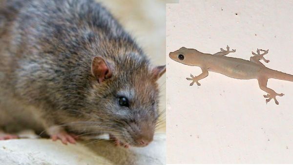 ఎలుకలు.. బల్లుల పేరు చెప్పి లక్షలు తినేశారా..? ఏపీలో వెలుగుచూసిన మరో భారీ స్కాం..!?