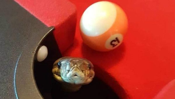 పూల్ గేమ్‌ను తిలకించేందుకు వచ్చిన స్పెషల్ గెస్ట్.. ఆదమరిస్తే ప్రాణాలు పోయేవి..!