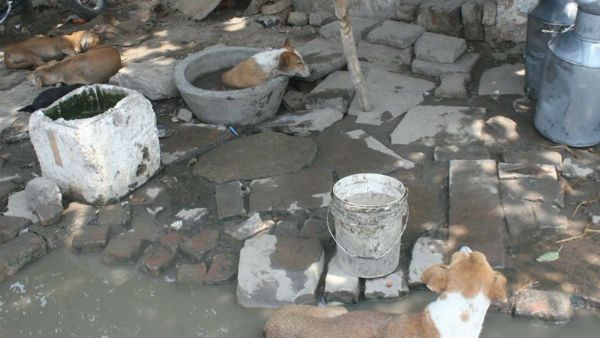 అమ్మతనం మంటగలిసిన వేళ... కుక్కలు చూసి కాపాడిన వైనం...!