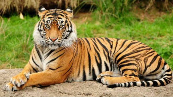 నేడు అంతర్జాతీయ పులుల దినోత్సవం..!తెలంగాణలో పులుల సంఖ్య పెరిగిందన్న మంత్రి..!!